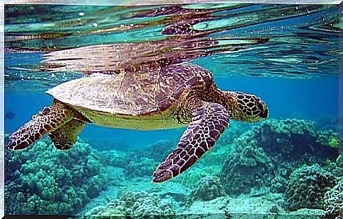 sea ​​turtle