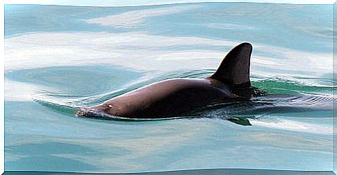 Vaquita