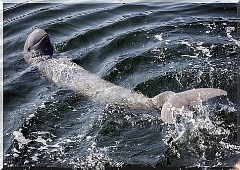 Irrawaddy's dolphin