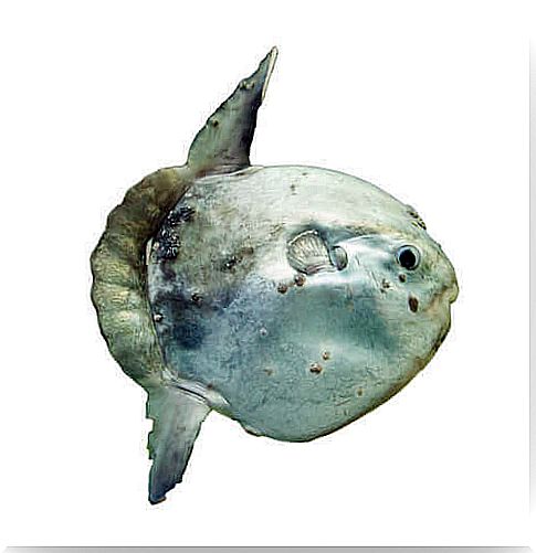 moon fish