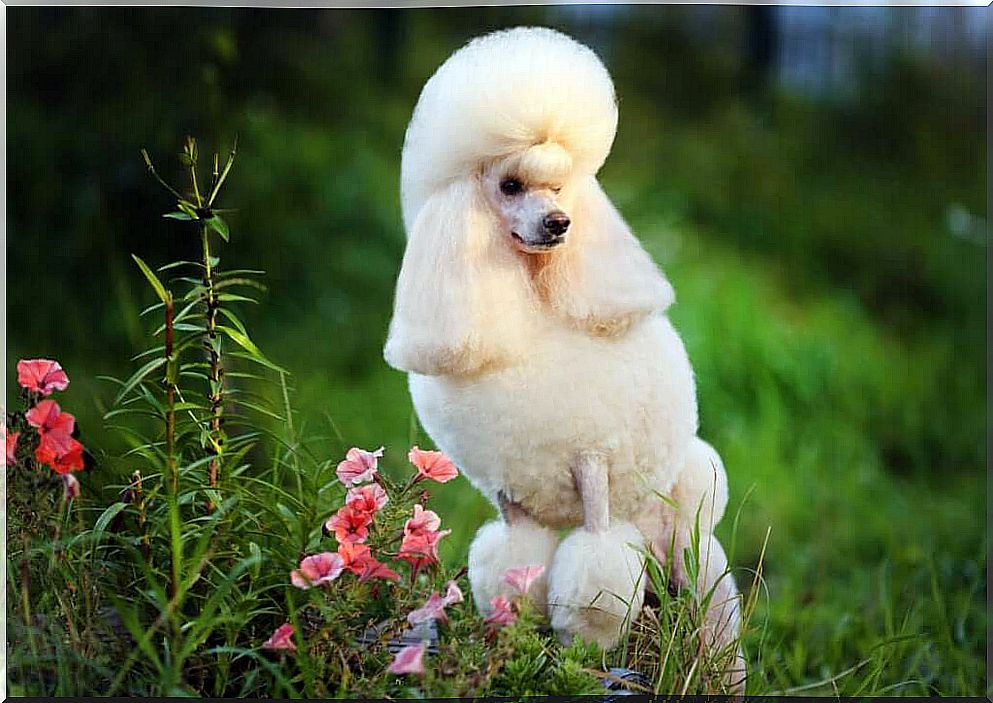 Four types of poodle and their characteristics