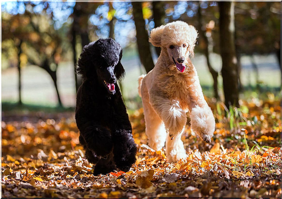 types of poodle and their characteristics