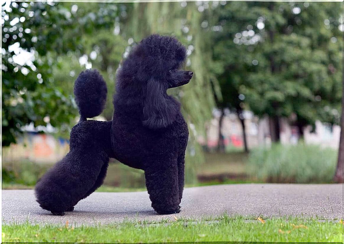 types of poodle and their characteristics