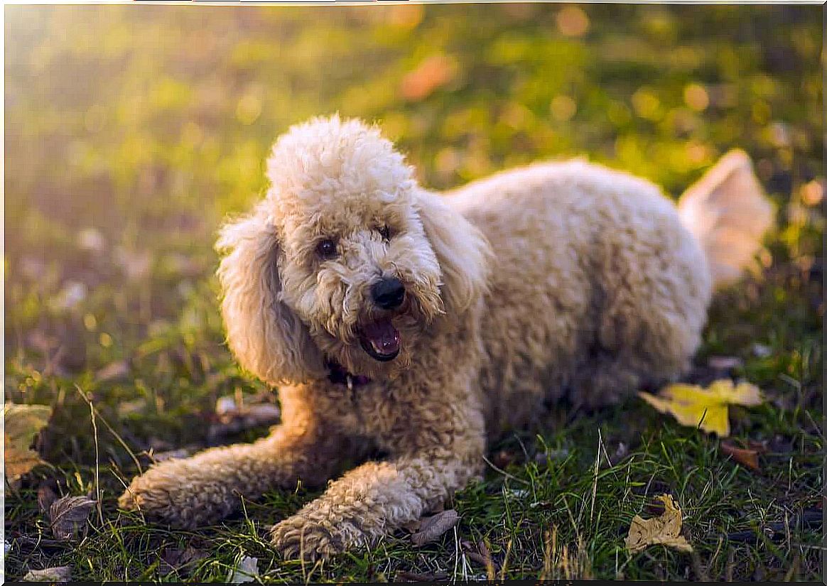 types of poodle and their characteristics