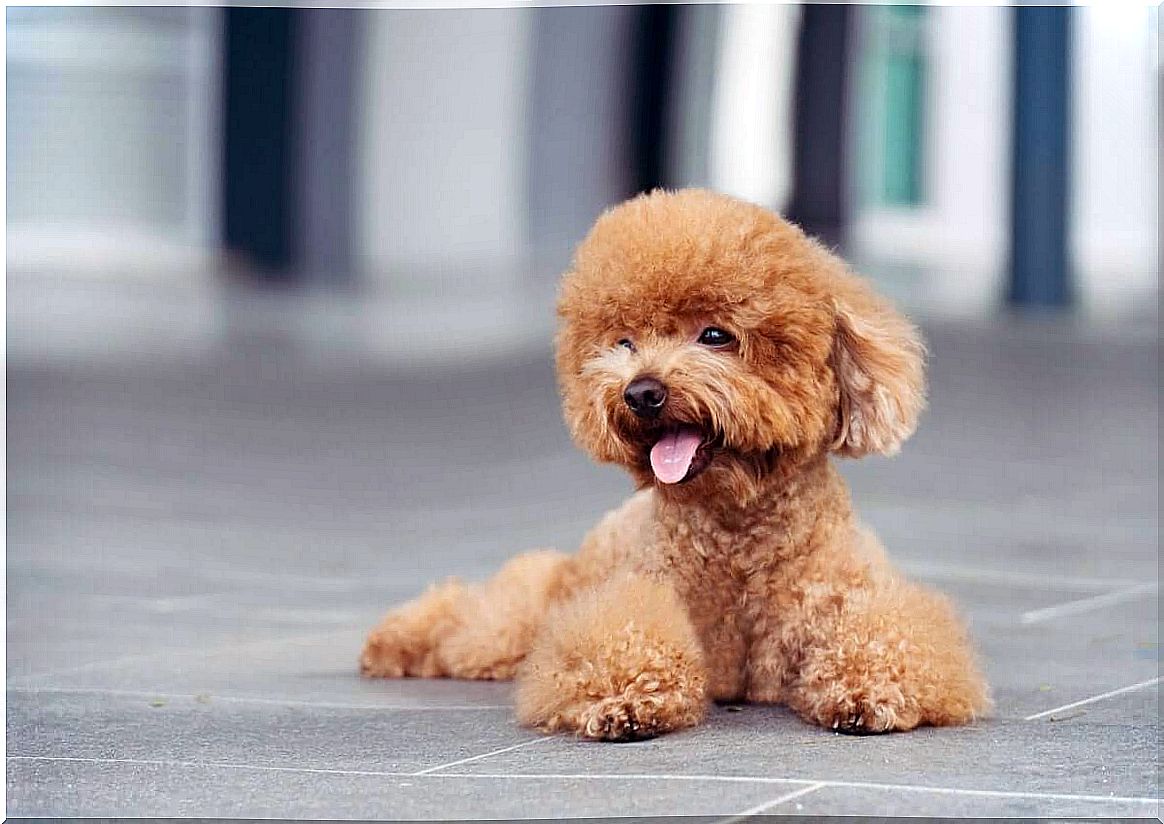 types of poodle and their characteristics