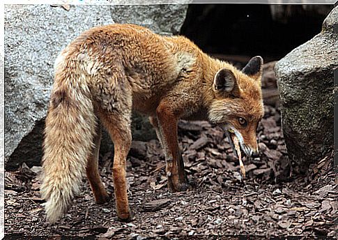 Fox fallen in sewer is rescued