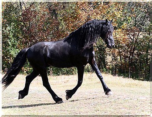 Friesian horse, or Frisian