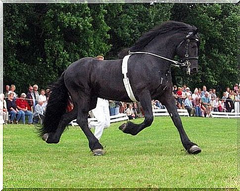 Frisian horse