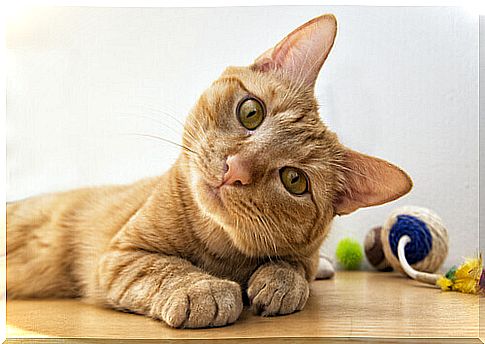 Get to know the different facial expressions of cats and what they mean