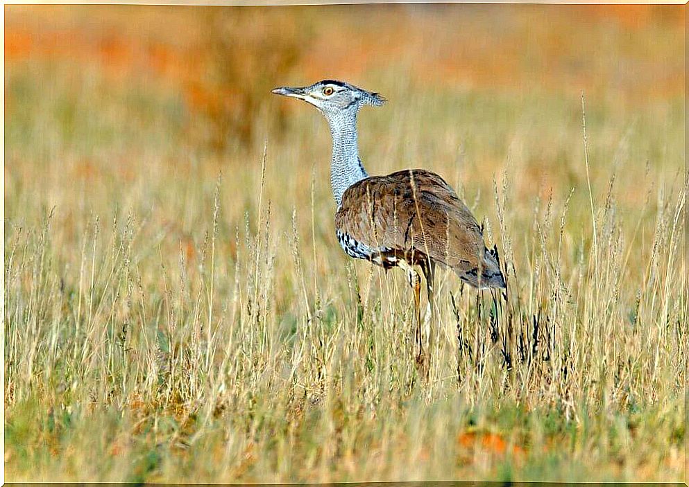 Great Bustard: One of the Largest Flying Birds in Danger of Extinction