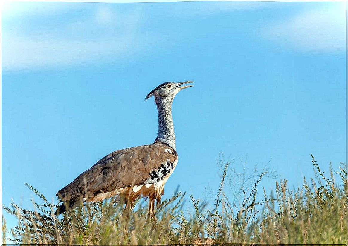 An Indian Great Bustard in the grass.