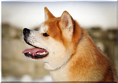 Hachiko symbolically finds its owner through a new statue