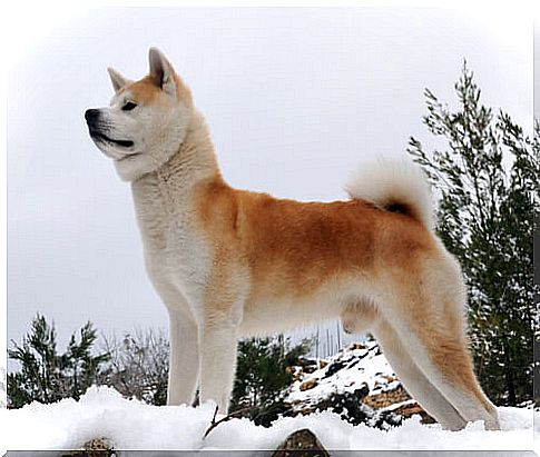 Akita, the race of Hachiko