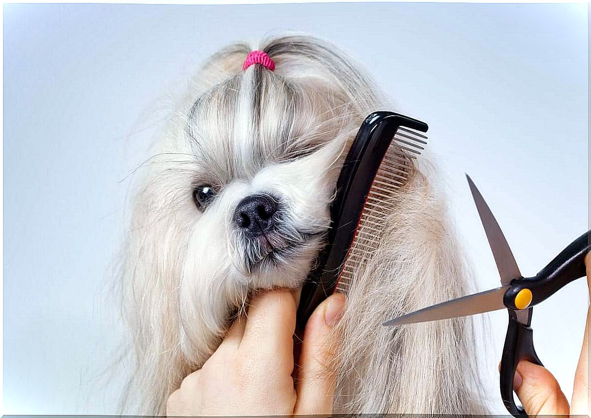 Hair change in dogs