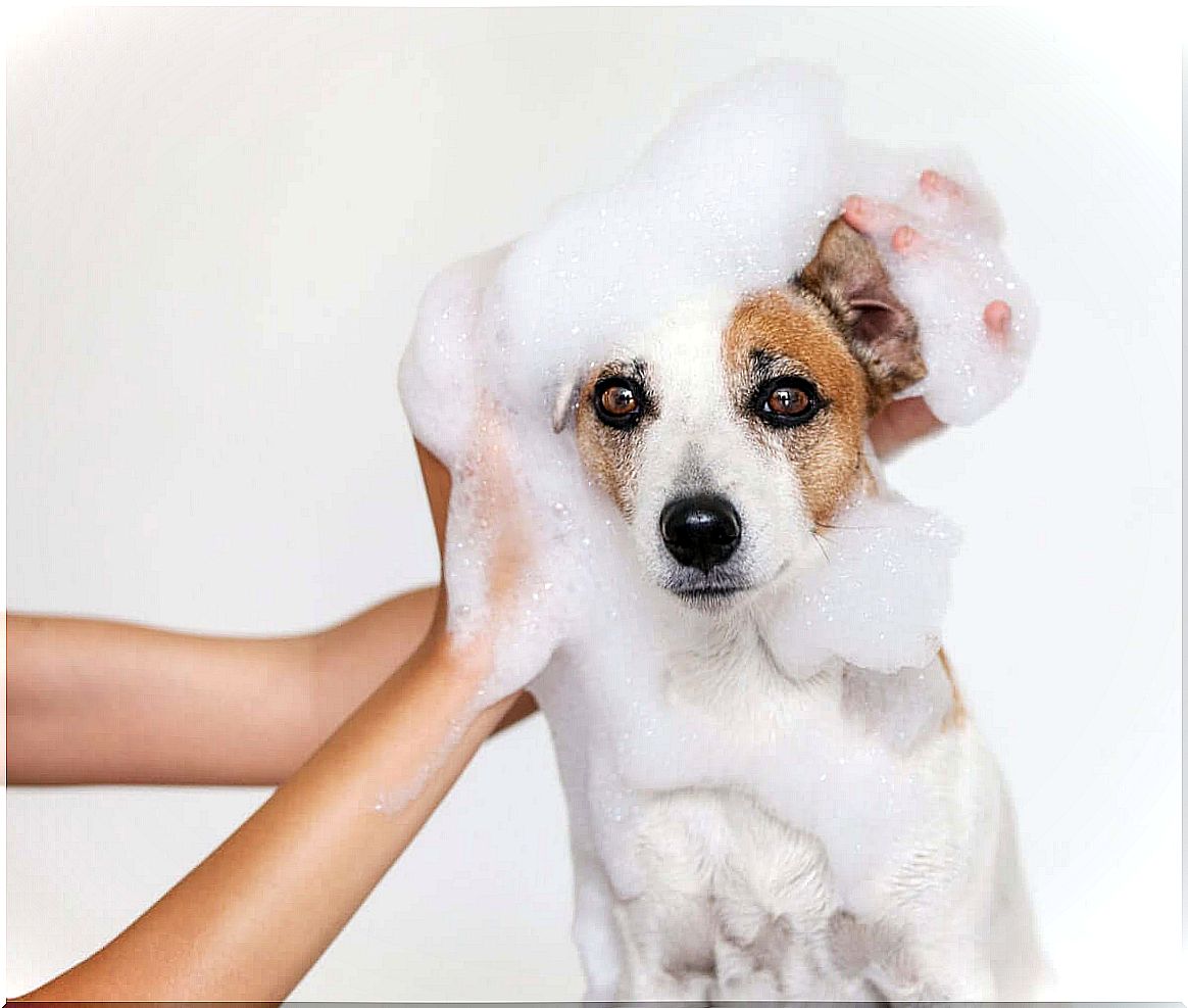 Hair change in dogs