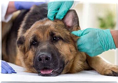 Common Health Problems in German Shepherds