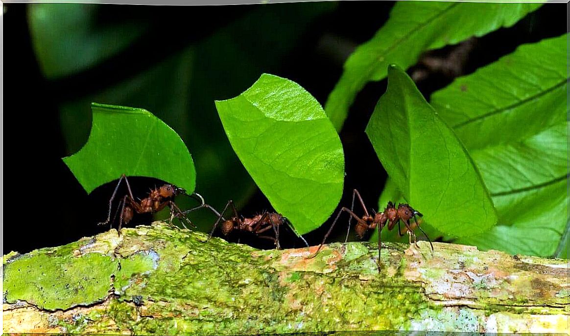 Glasshead Sausage Carrying Leaves to the Anthill