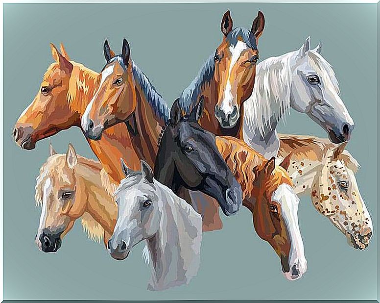 horse coat colors