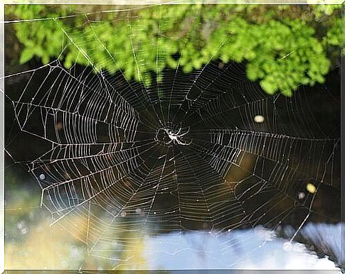 How are cobwebs made?