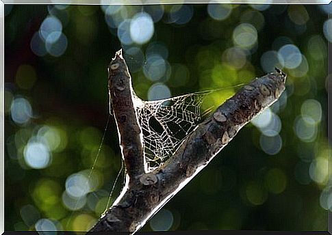 How are cobwebs made?