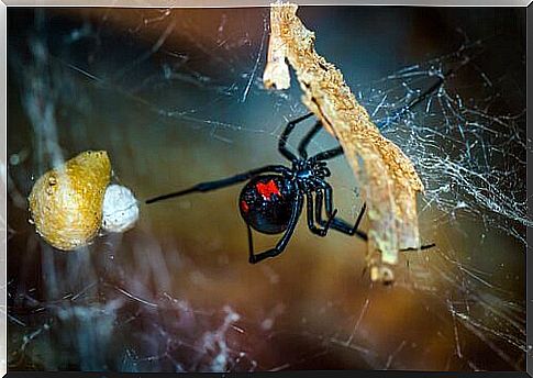 How are cobwebs produced?