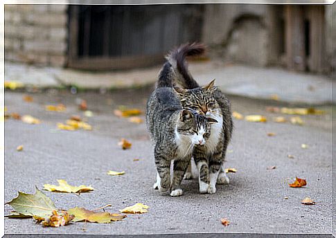 How do cats mark territory in a house?