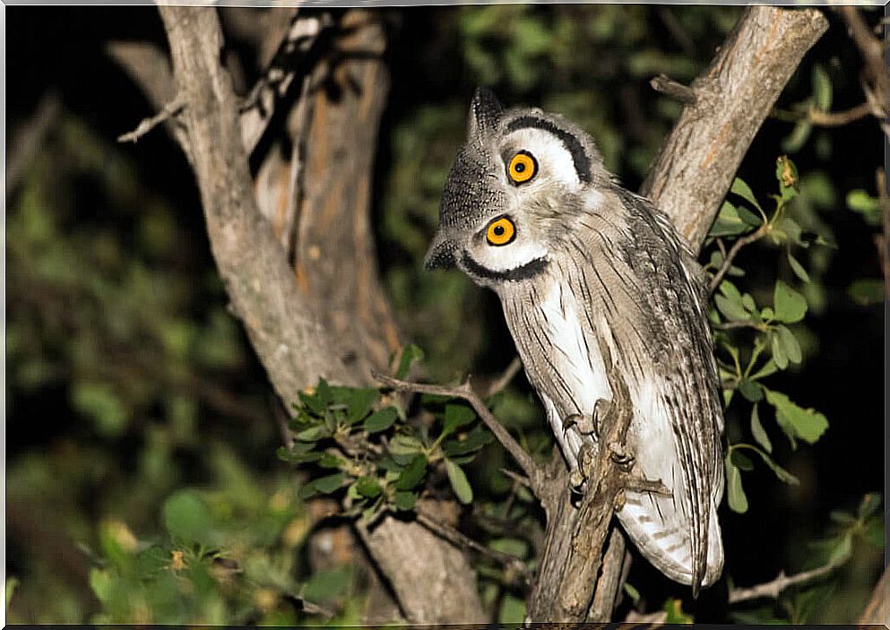 How do owls turn their heads?