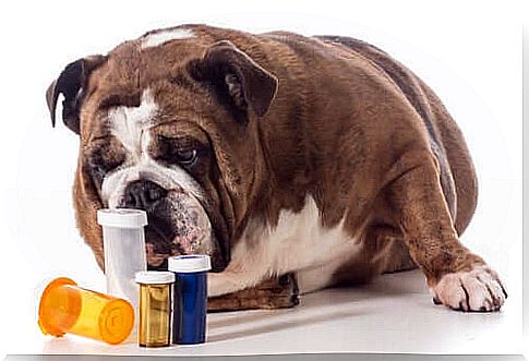 How do you know how much medication to give a dog?