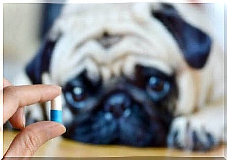 amount of medication that should be given to a dog