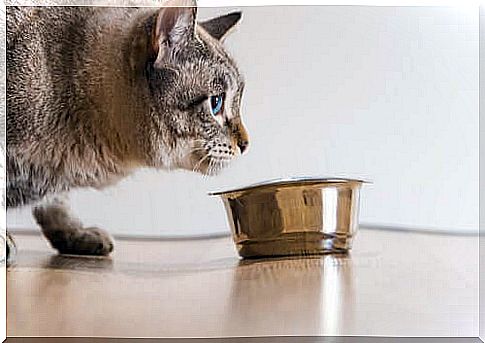 How long does a cat survive without food?