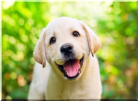 golden retriever puppy