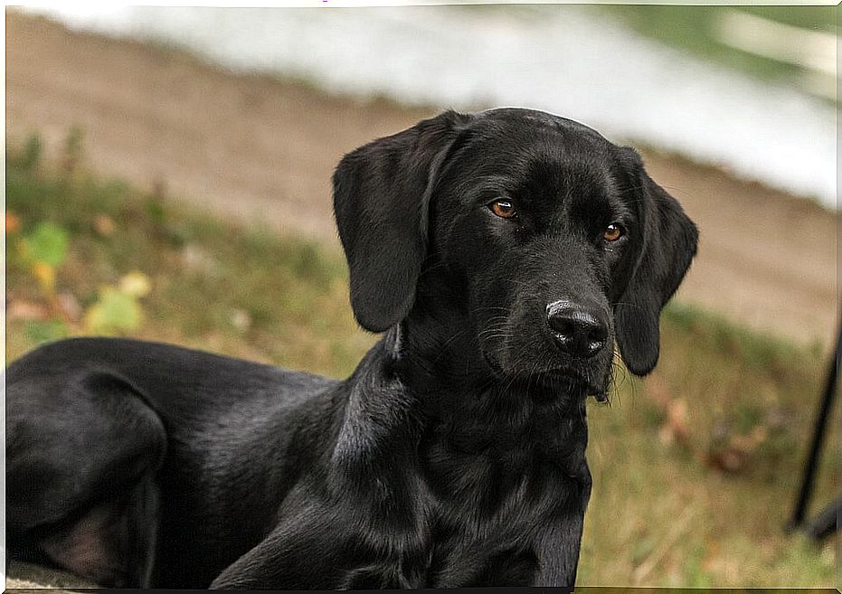 Flat Covered Retriever