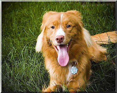 Nova Scotia Duck Tolling Retriever