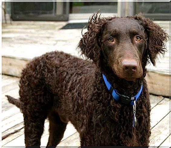 Curly Coated Retriever