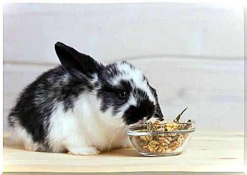 Feeding pet rabbits