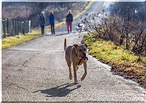 How long do I have to look for my missing dog?