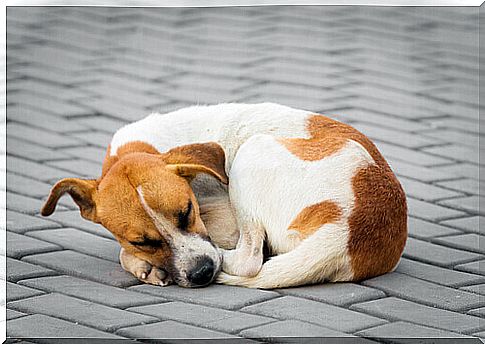 dog lying sleeping on the sidewalk