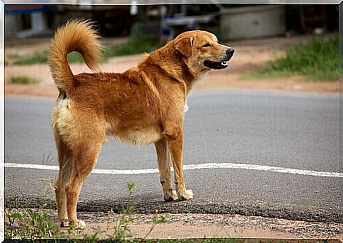 Stray dog ​​or mutt crossing the street