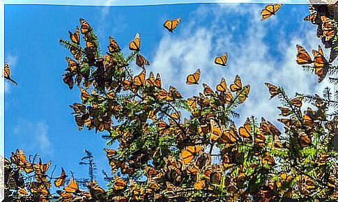 how to attract butterflies to the garden