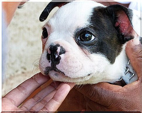 owner caressing the puppy