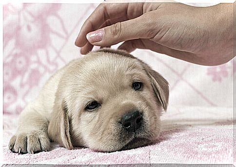 puppy lying in bed receiving affection