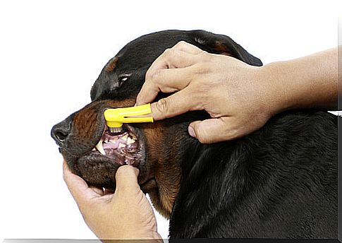 How to care for a dog's dental arch