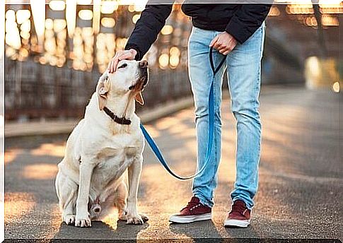 How to choose the best dog walker?