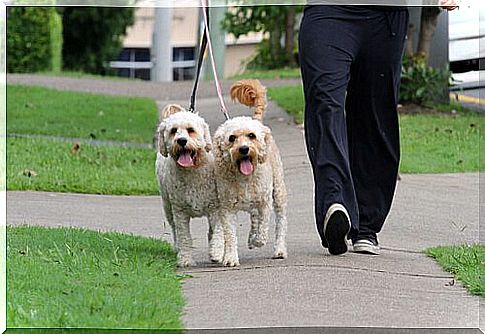 dog walker