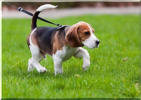 Beagle on a leash walking