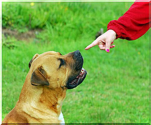 deaf dog