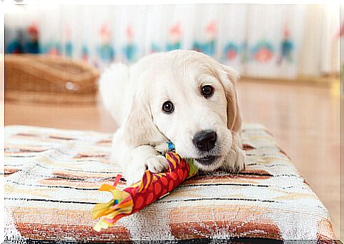 How to educate your dog to bite his toys and not the other objects in the house