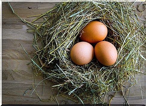 How to improve the quality of chicken eggs?