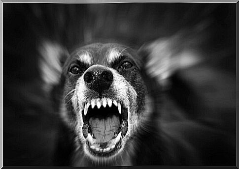 aggressive dog