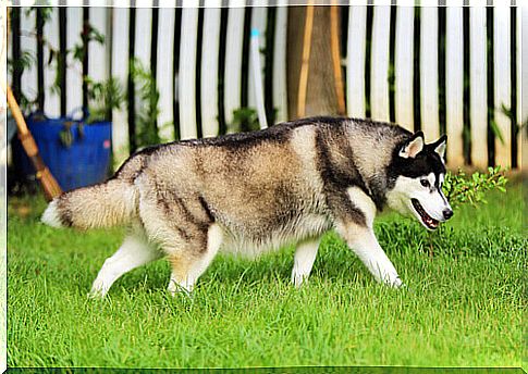 How to teach a dog to urinate outside the home